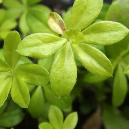 Toller Bodendecker: Waldmeister aussäen