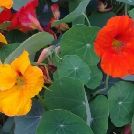 Kapuzinerkresse auch im Winter/und was macht man damit