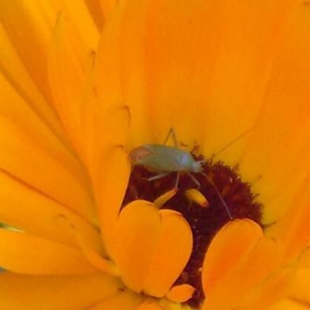 Ringelblumensalbe - selbstgemacht