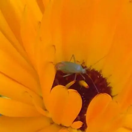 Ringelblumensalbe - selbstgemacht