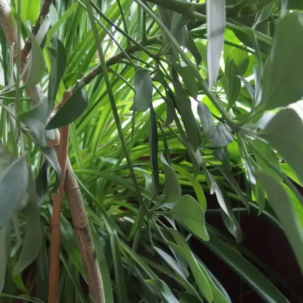 Pflanzen gegen Schadstoffe