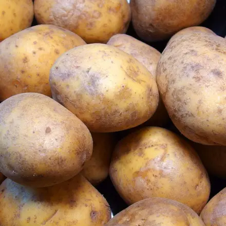 Kartoffeln richtig lagern