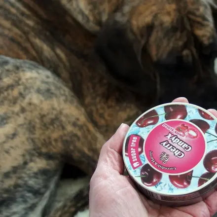 Erziehungshilfe beim Hund - mit Schütteldose