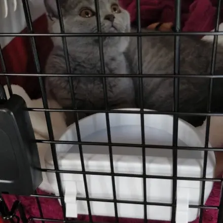 Katze einfach in den Transportbehälter bekommen