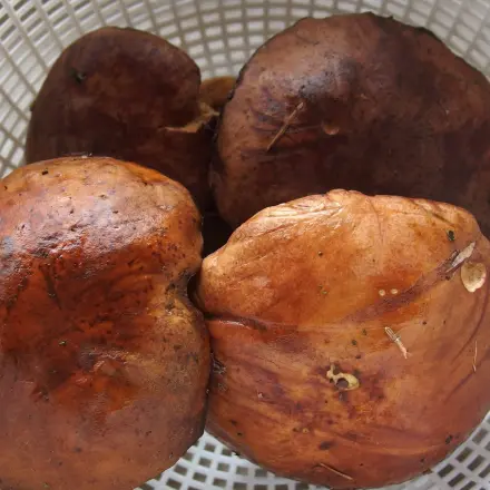 Pilzzeit fängt wieder an