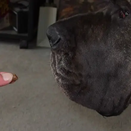 Hunden Tabletten verabreichen