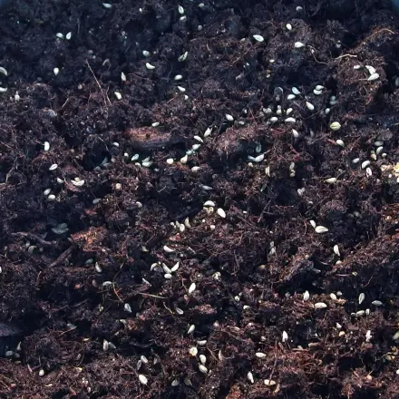 Frisches Saatgut keimt besser