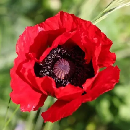 Mohnblumen - länger haltbar