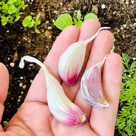 Aussaat vor Katzen schützen mit Knoblauch