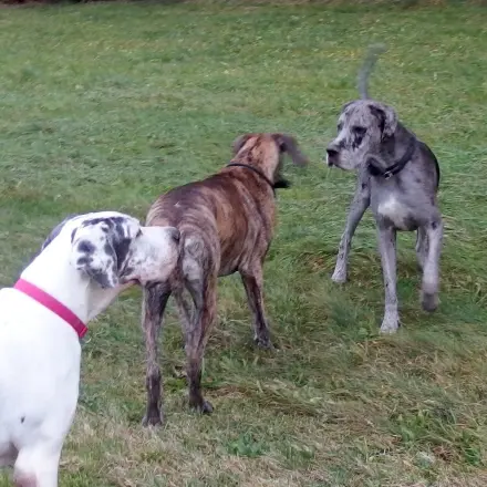 Wildes Frettchen verjagen: mit Hundehaaren
