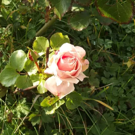 Blattläuse bei Rosen bekämpfen mit Schmierseife & Spiritus