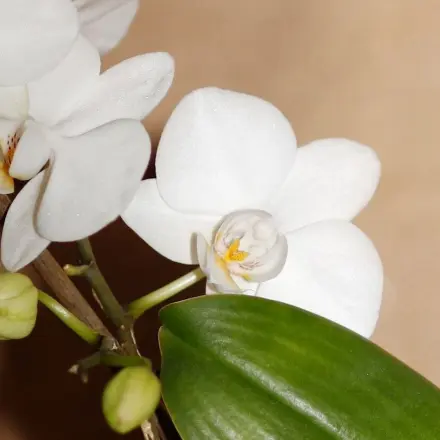 Zuckrige Tropfen an Orchideen - entfernen und vorbeugen