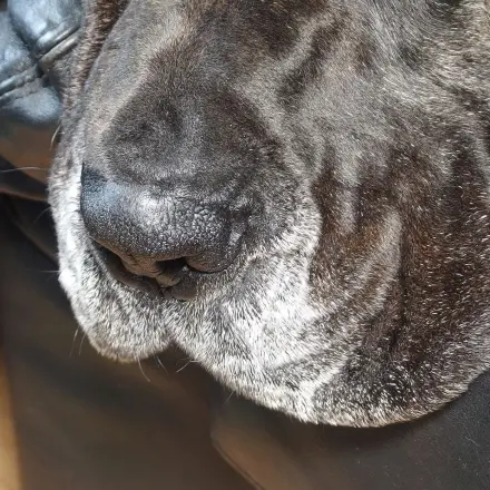 Tierliebe mit Herz und Verstand - Beschnuppern im Tierheim
