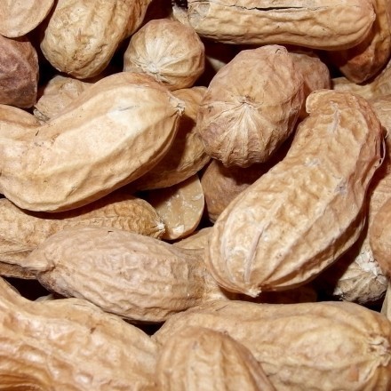 Erdnüsse als Füllmaterial für Päckchen