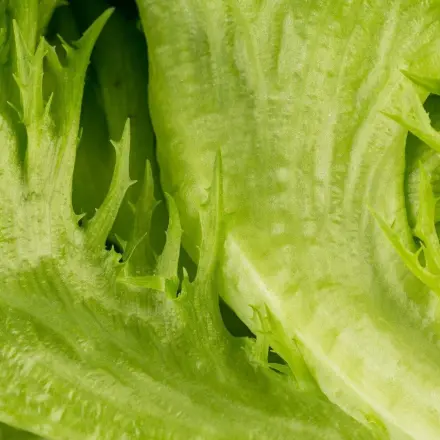 Schlaffer Kopfsalat wieder knackig