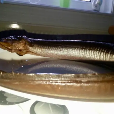 Aal mit Salbeisoße