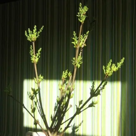 Nach Baumschnitt beim Flieder: Äste nicht in den Grünabfall tun