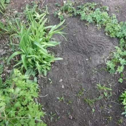 Kahle Gartenstellen für Blumenzwiebelpflanzung fotografieren