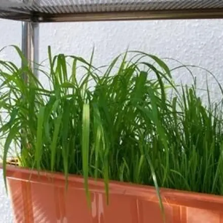 Leckeres Gras für Nager