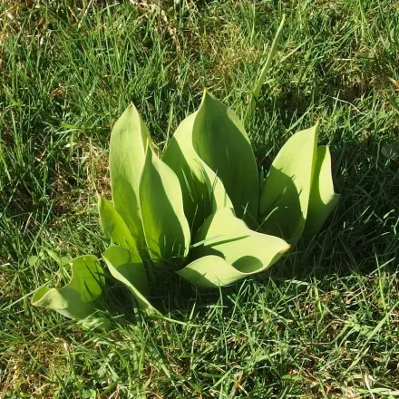 Wohin mit den Blumenzwiebeln?