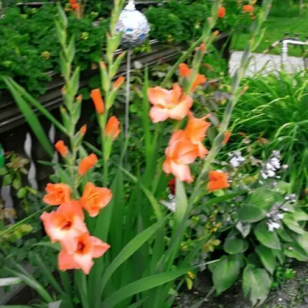 Freude an Gladiolen verlängern