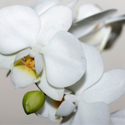 Antibabypille für Orchideen-Blütenpracht