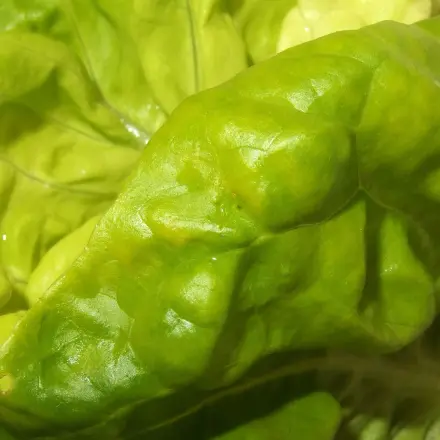 Schlaflos? Eine Schüssel Kopfsalat kann helfen