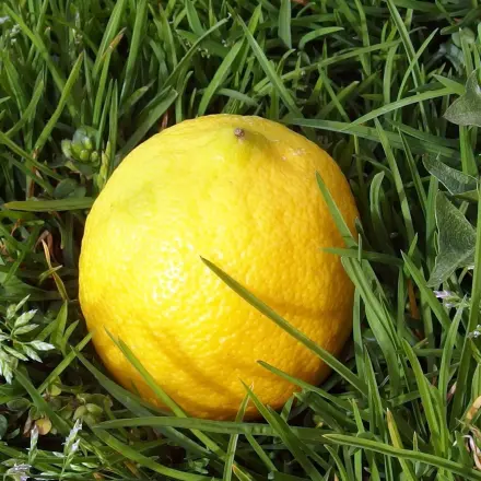 Grasflecken mit Zitronensaft entfernen