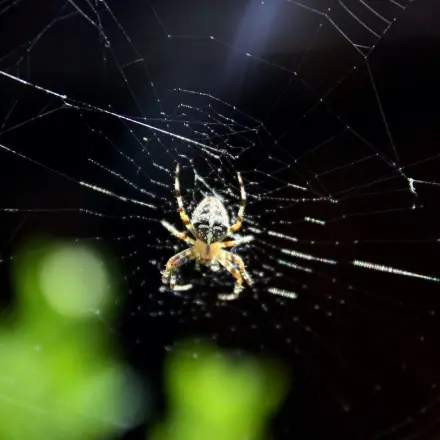 Lavendel gegen Spinnen