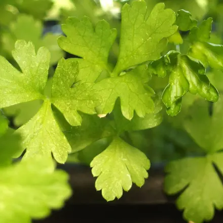 Petersilie überwintern