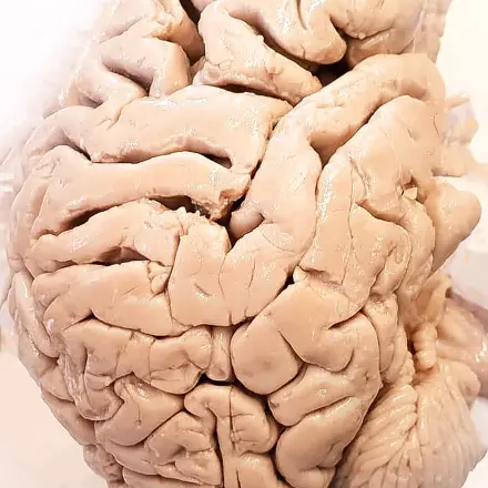 Gegen Zerstreutheit - Tipps für das Trainieren des Gedächtnisses