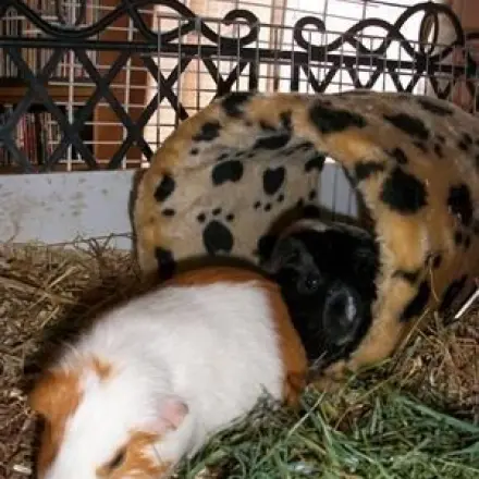 Kuschelröhre für Meerschweinchen vom Katzenkratzbaum