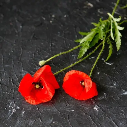 Gespräch mit Trauernden bzw. Angehöriger Schwerkranker