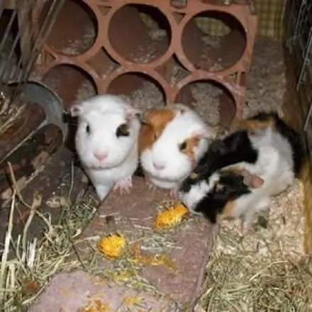 Weinregal aus Ton - Meerschweinchens Spielplatz