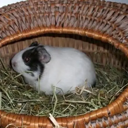 Kleines Weidenkörbchen - Meerschweinchens Schlafhäuschen