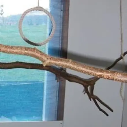 Schaukel für Wellensittiche: aus Frisbee für Hunde