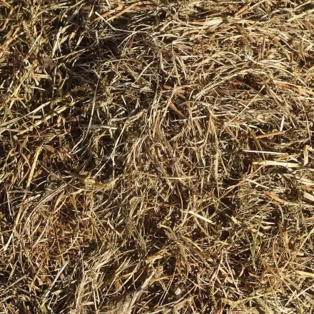Gras und Co: im Heizungskeller trocknen