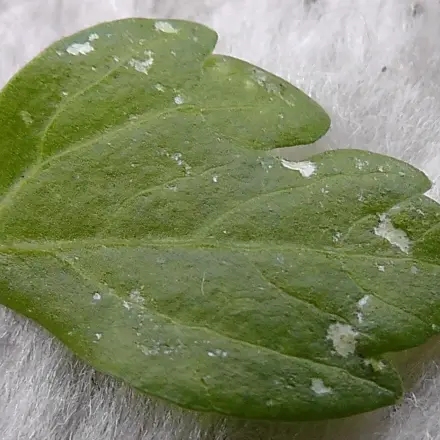 Kranke Pflanzen entsorgen