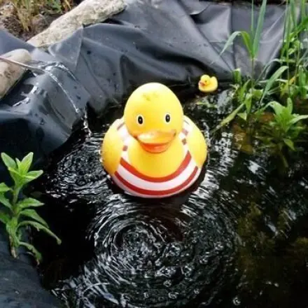 Badewannenenten für den Teich