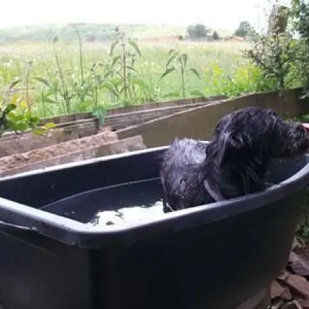 Maurerkübel als kleine Badewanne für den Hund