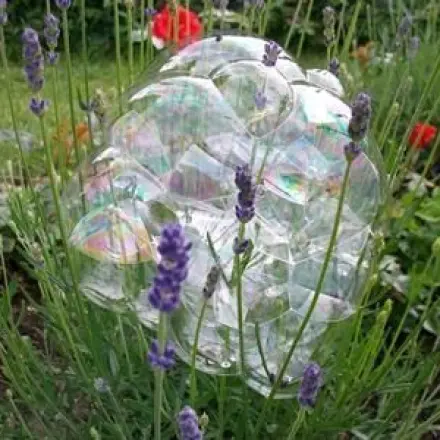 Blumenfotografie mit Seifenblasen