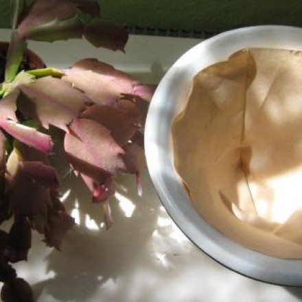 Kaffeefiltertüte zum Auskleiden eines Blumenübertopfes