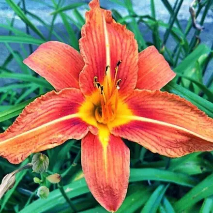 Lilien ohne Blütenstaub: verschenken ohne Schaden anzurichten