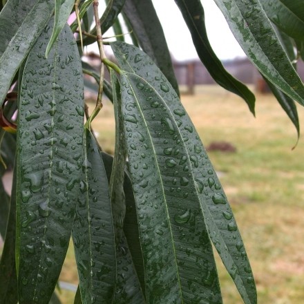 Wellness für die Zimmerpflanzen: Pflanzen in den Regen stellen