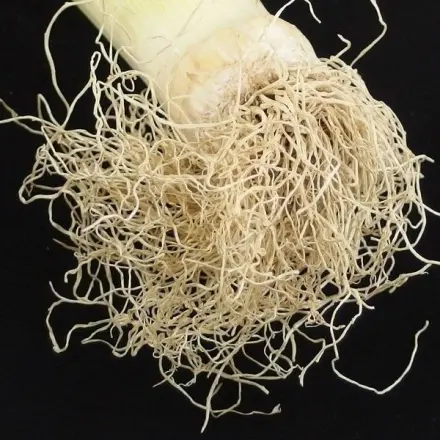 Lauchwurzeln weiterverwenden - Lauch nachwachsen lassen