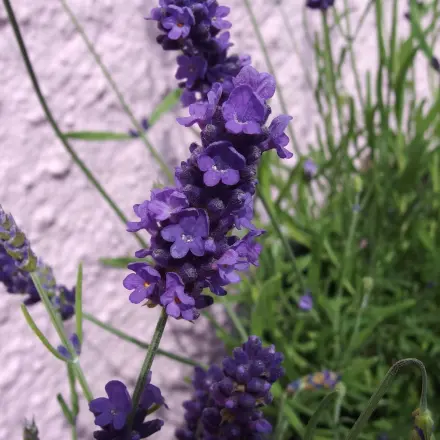 Nach dem Grillen - Lavendelblüten in die Grillglut