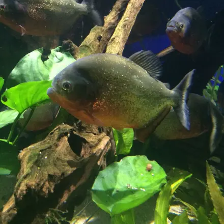 Futter für Fische - grüne Gurke