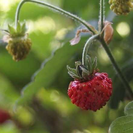 Erstaunlicher Fruchtansatz bei Erdbeeren