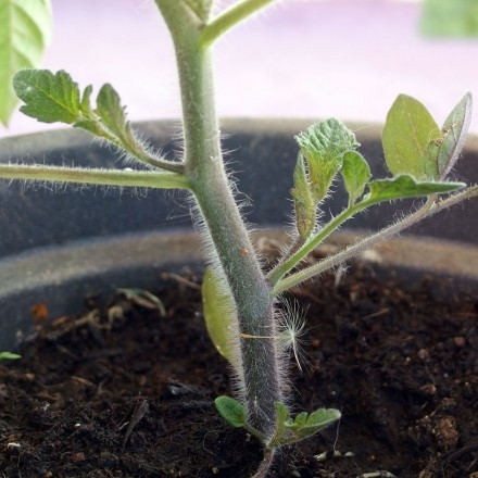 Tomatenpflanzen: Tomatentriebe ausgeizen - neue Pflanzen gewinnen