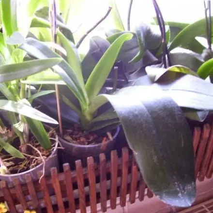 Orchideentöpfe auf Seramis oder Blähton stellen